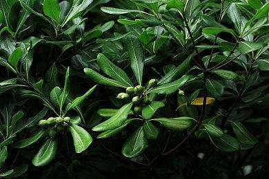 《恶意不息》推出抢先体验补丁 降低PC配置需求