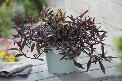 《JOJO的奇妙冒险：群星之战 重制版》穆罕默德‧阿布德尔预告 9月1日正式发售